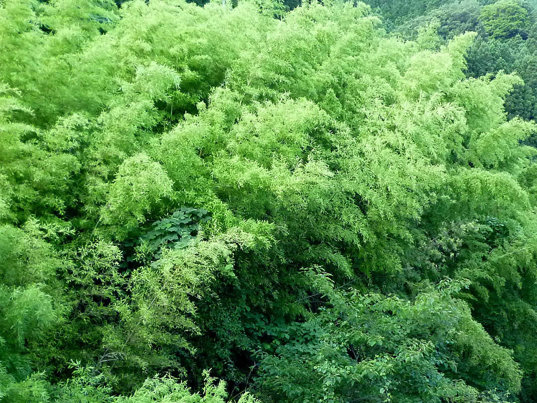 孟宗竹