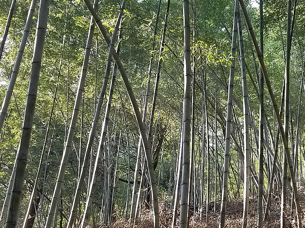 日本唯一の虎竹