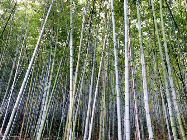 虎竹の里ウォーキング