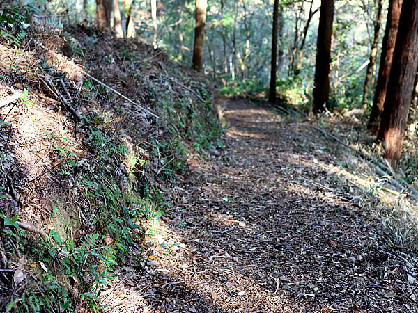 虎竹の運ばれる山道