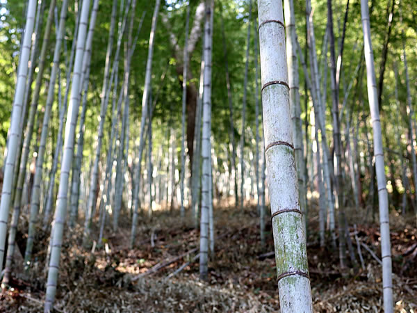 日本唯一の虎竹