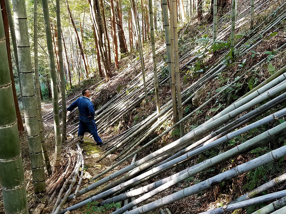 虎竹伐採、山出し