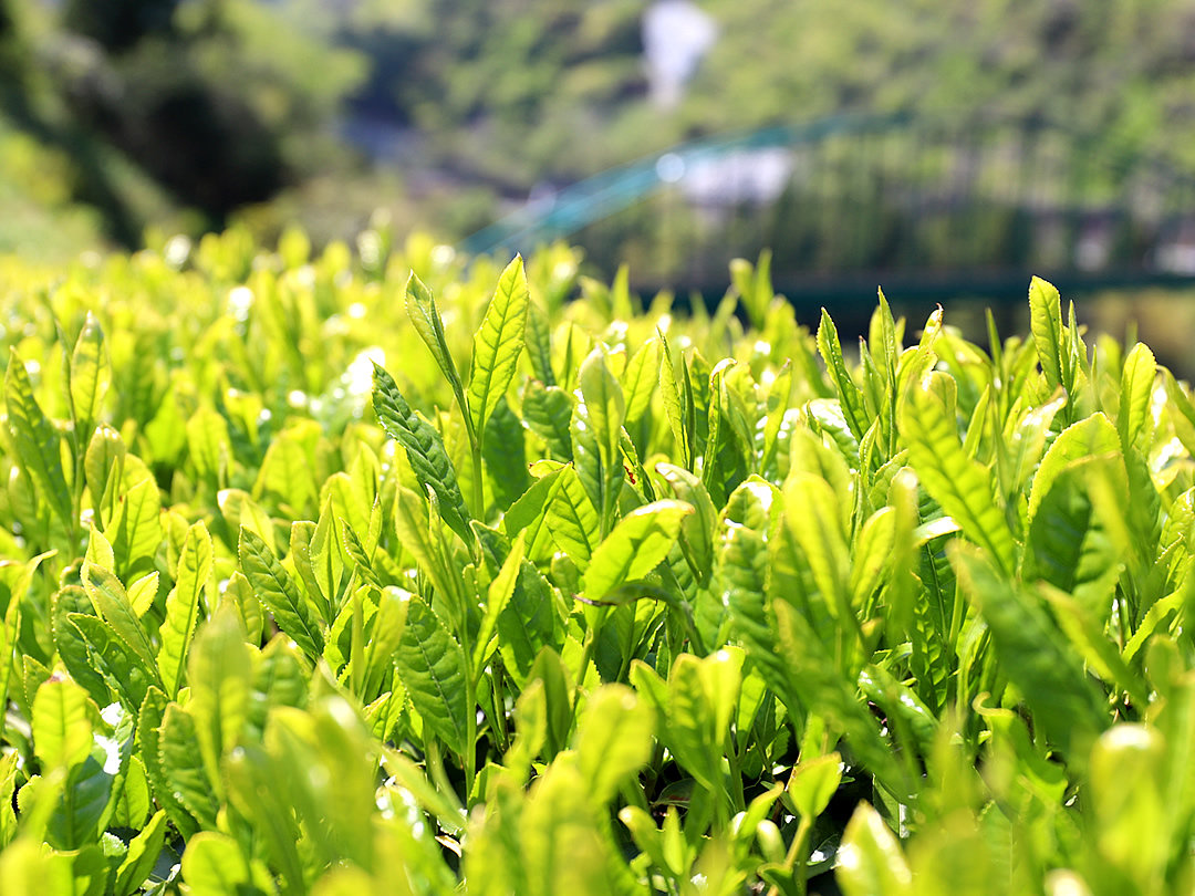 沢渡茶