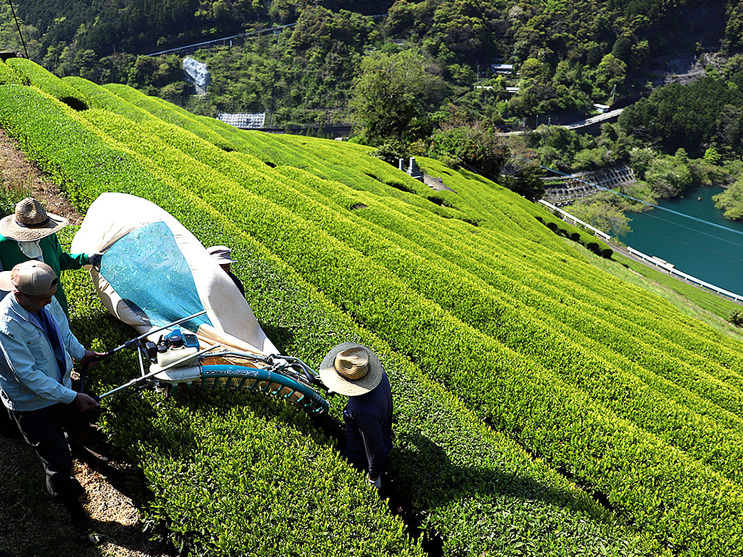 沢渡茶、仁淀川町