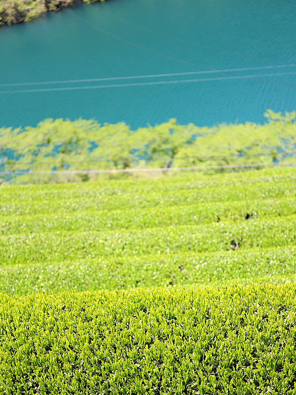 沢渡茶畑