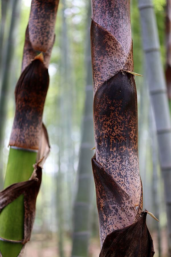 筍は10日で竹になる 竹虎四代目がゆく