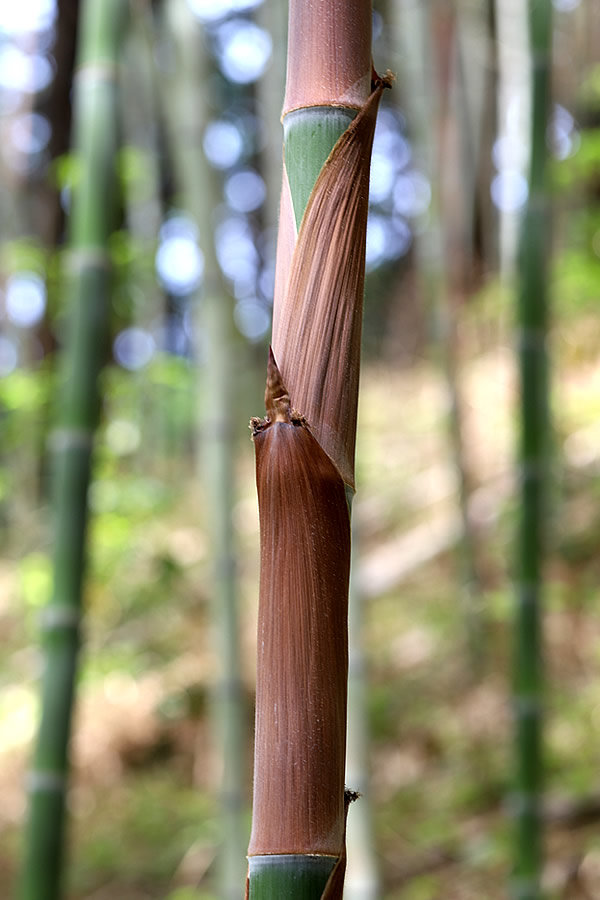 虎竹竹皮