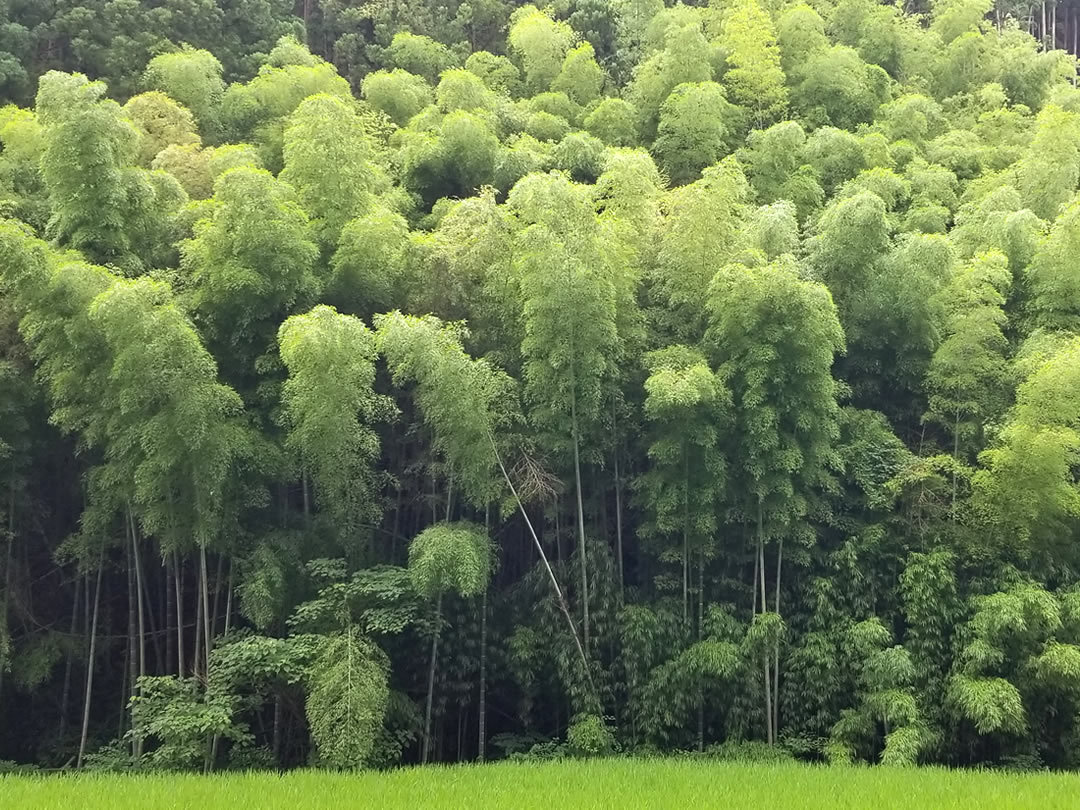 孟宗竹林