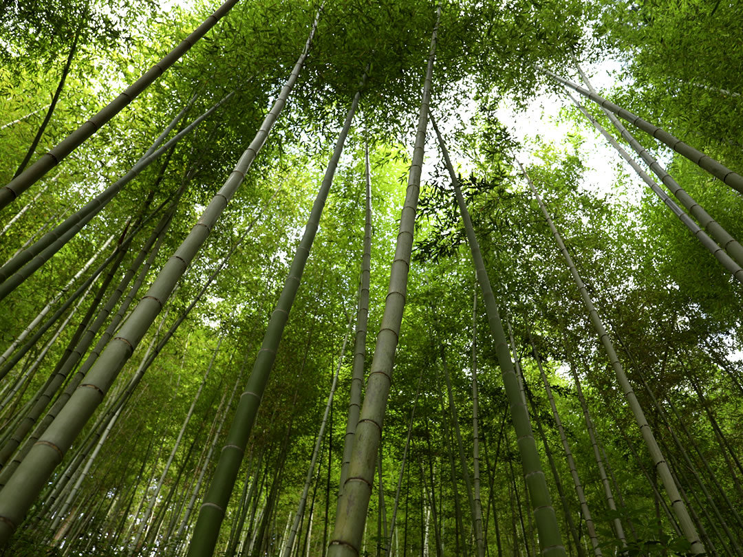 日本唯一の虎竹