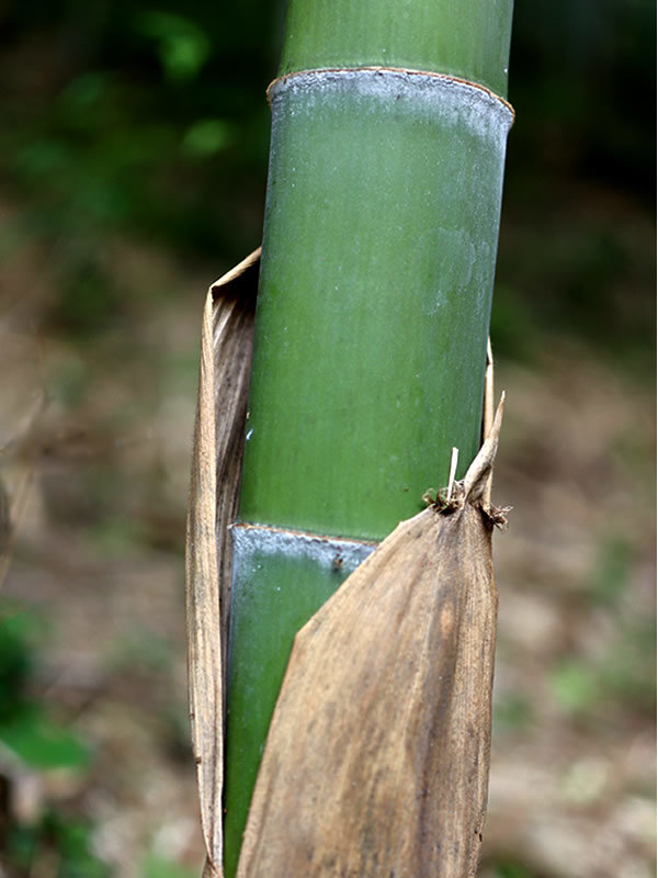 竹と笹の違い、竹皮