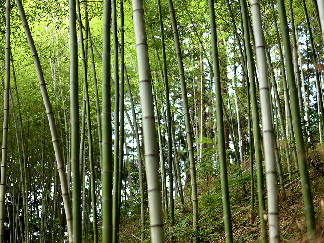 虎竹林