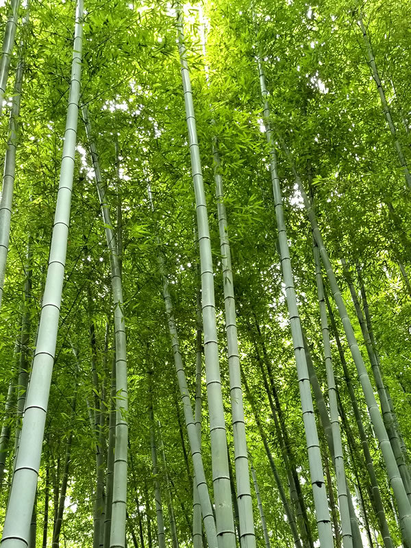 竹、bamboo