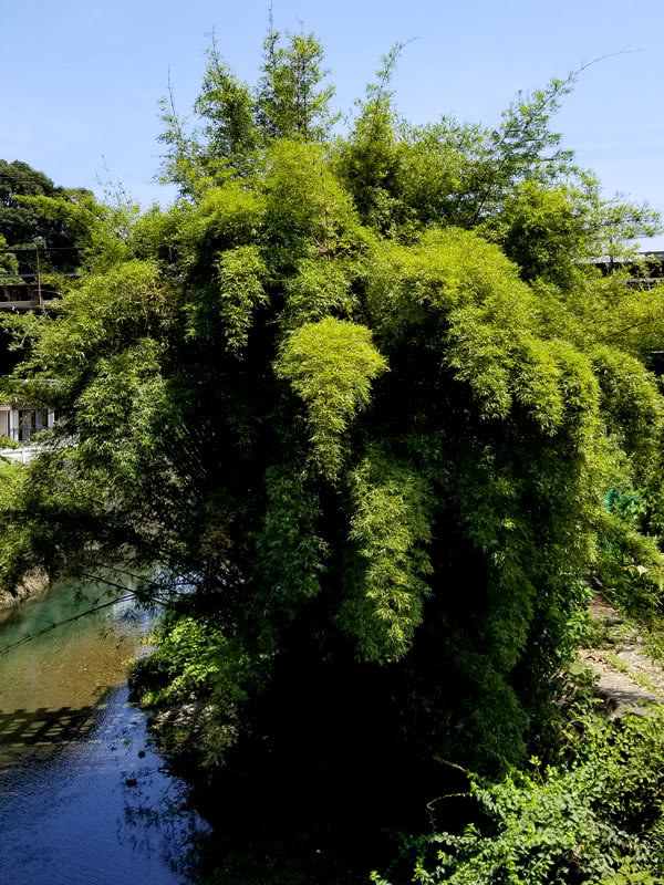 ホウライチク