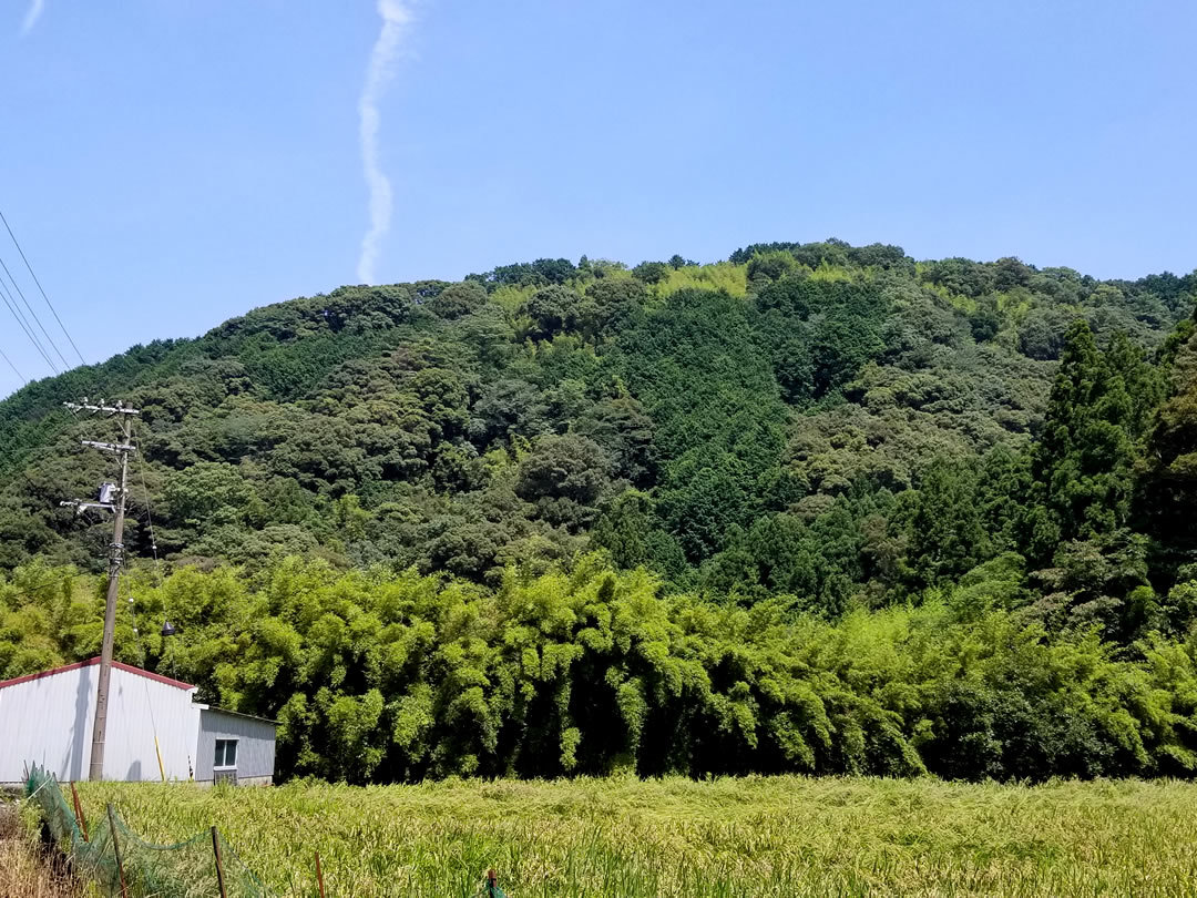 護岸に蓬莱竹、シンニョウダケ