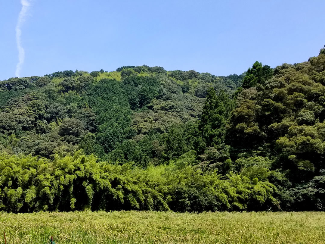 高知の護岸竹、蓬莱竹