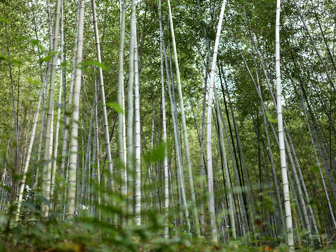 日本唯一の虎竹林