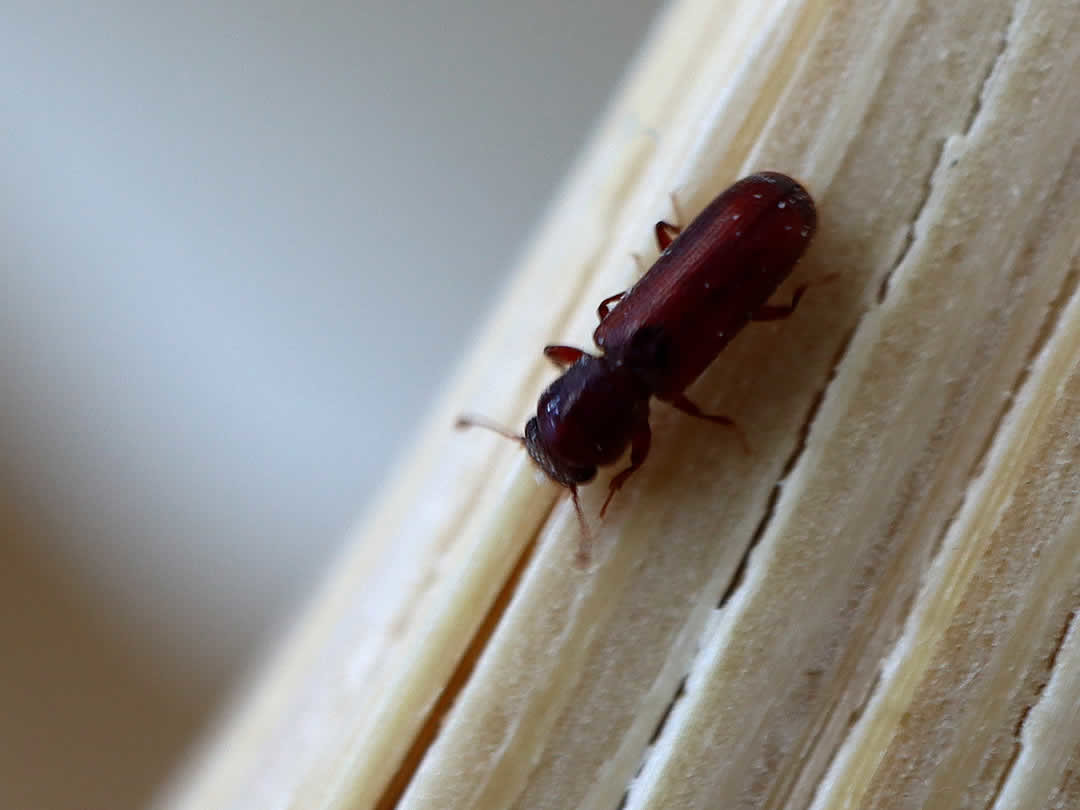 チビタケナガシンクイムシ、竹の害虫