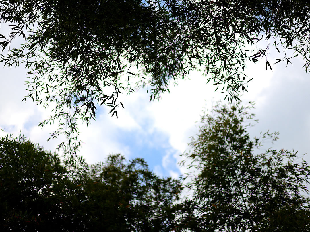 竹林の空