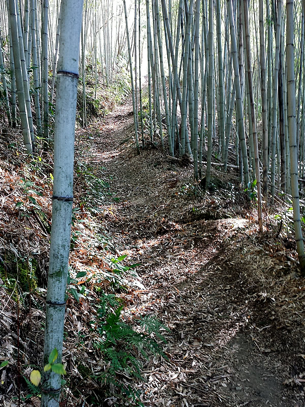 竹の道