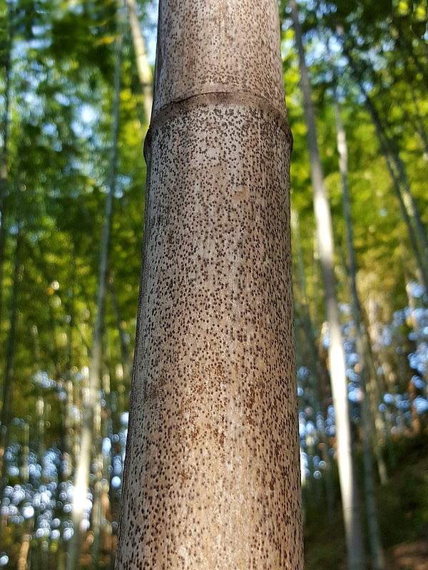 虎竹林の胡麻竹