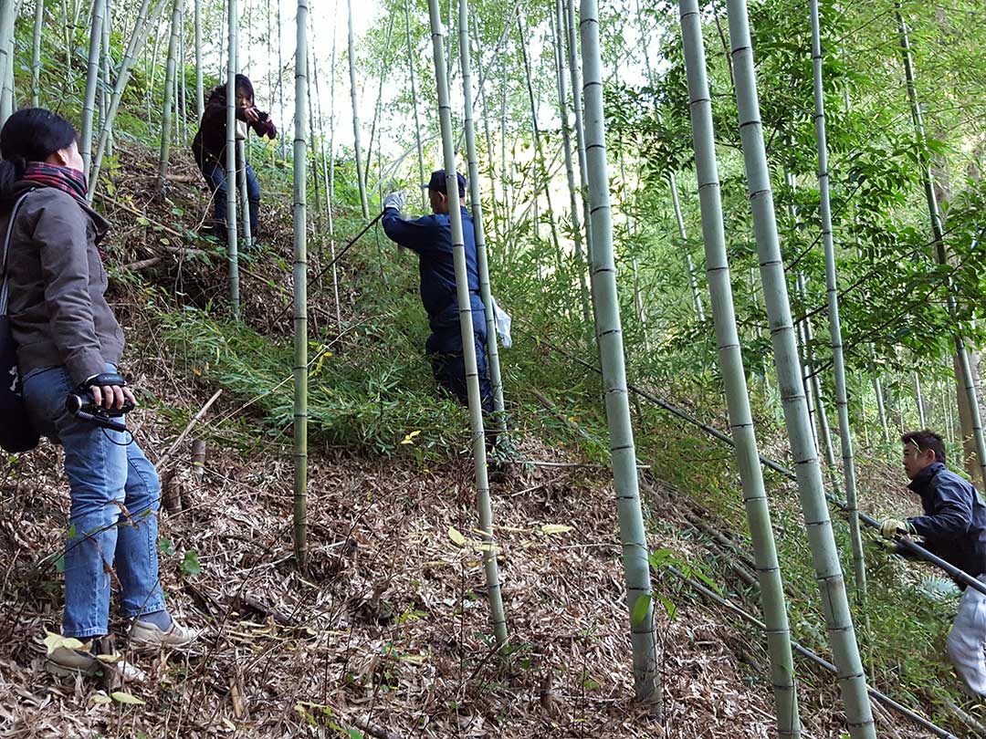 虎竹竹林Tiger Bamboo