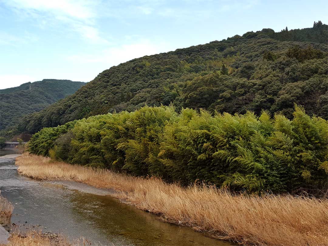 高知県の護岸竹林