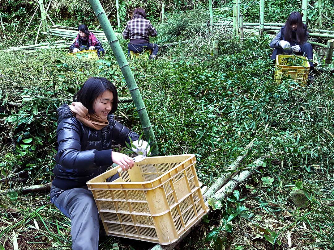 日本唯一の虎竹茶摘み
