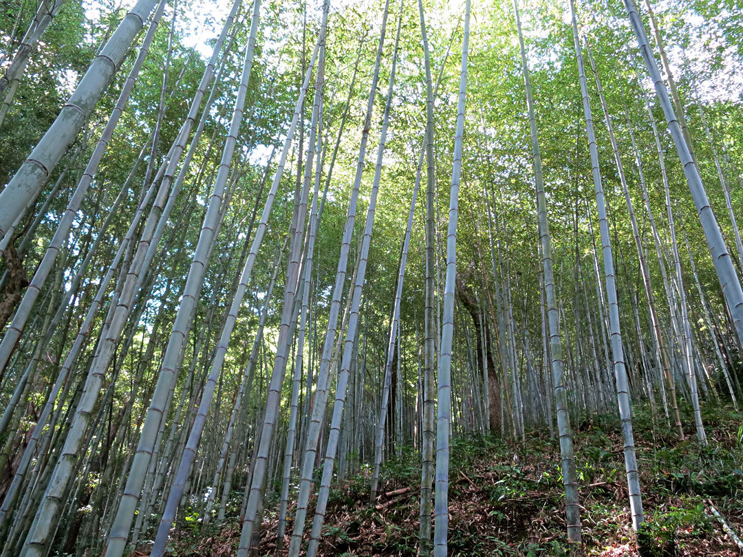 虎竹、tiger bamboo