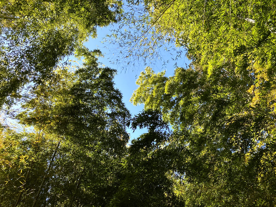 竹林の空