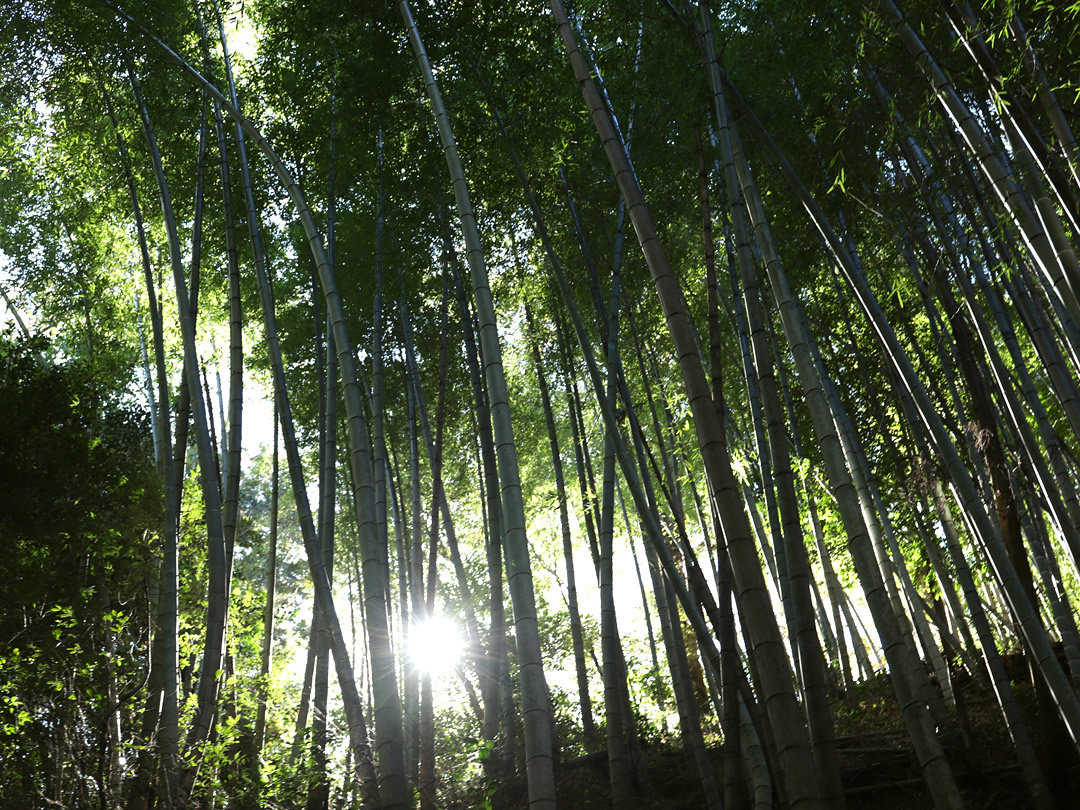 竹林と太陽