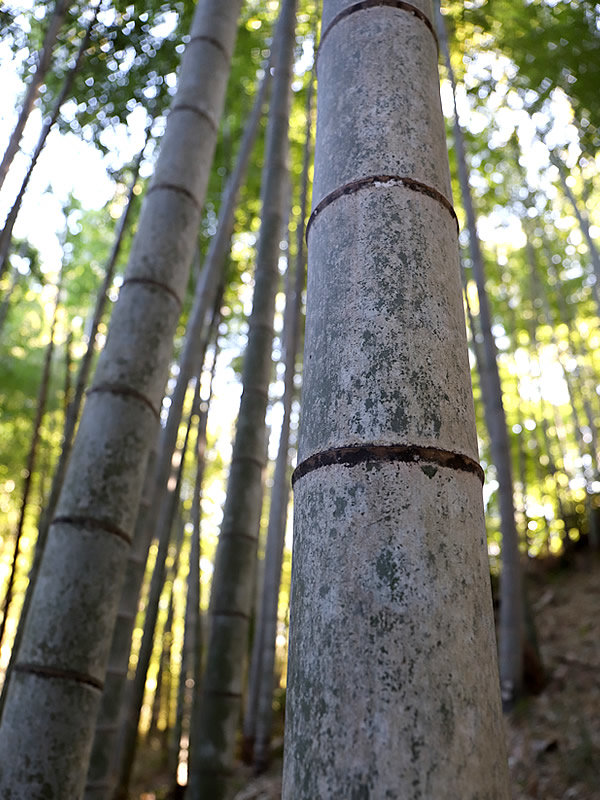 孟宗竹の竹林