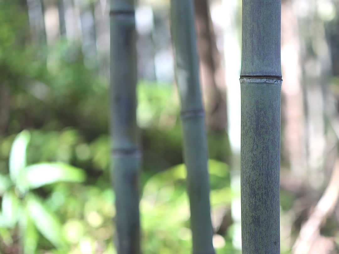 虎竹の里の竹