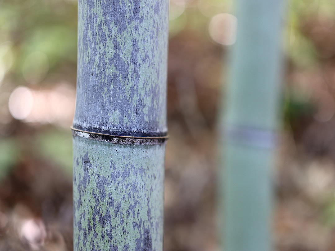 虎竹の里、虎斑竹