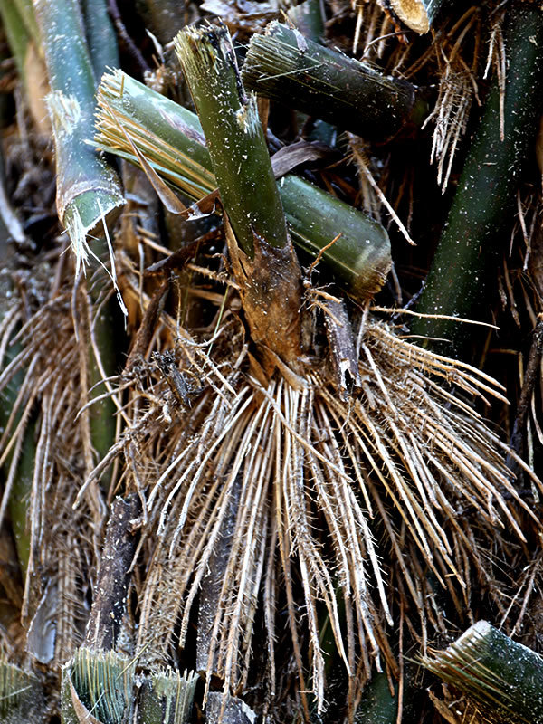 孝行竹、蓬莱竹根