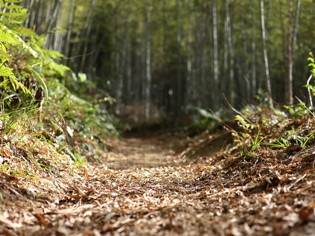 虎竹の山道