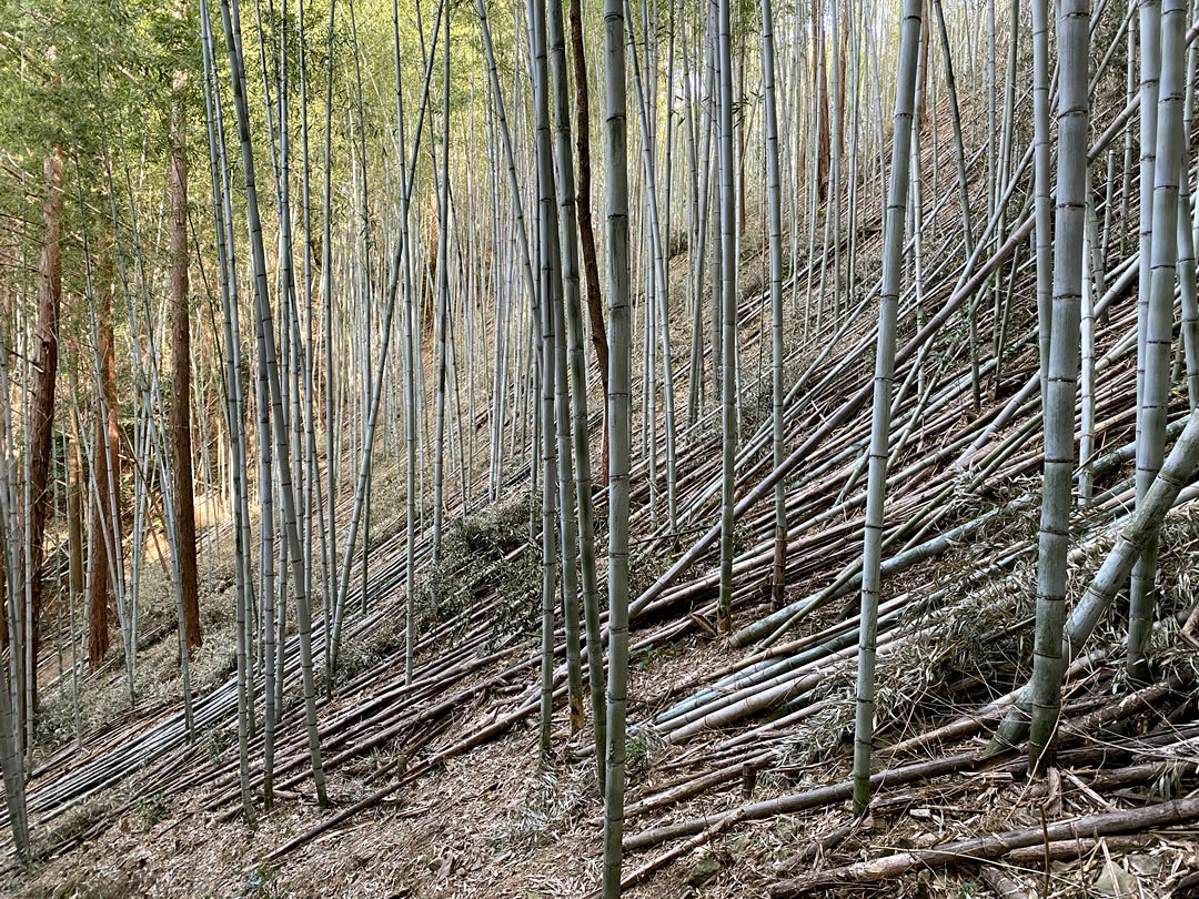 切り倒した虎竹