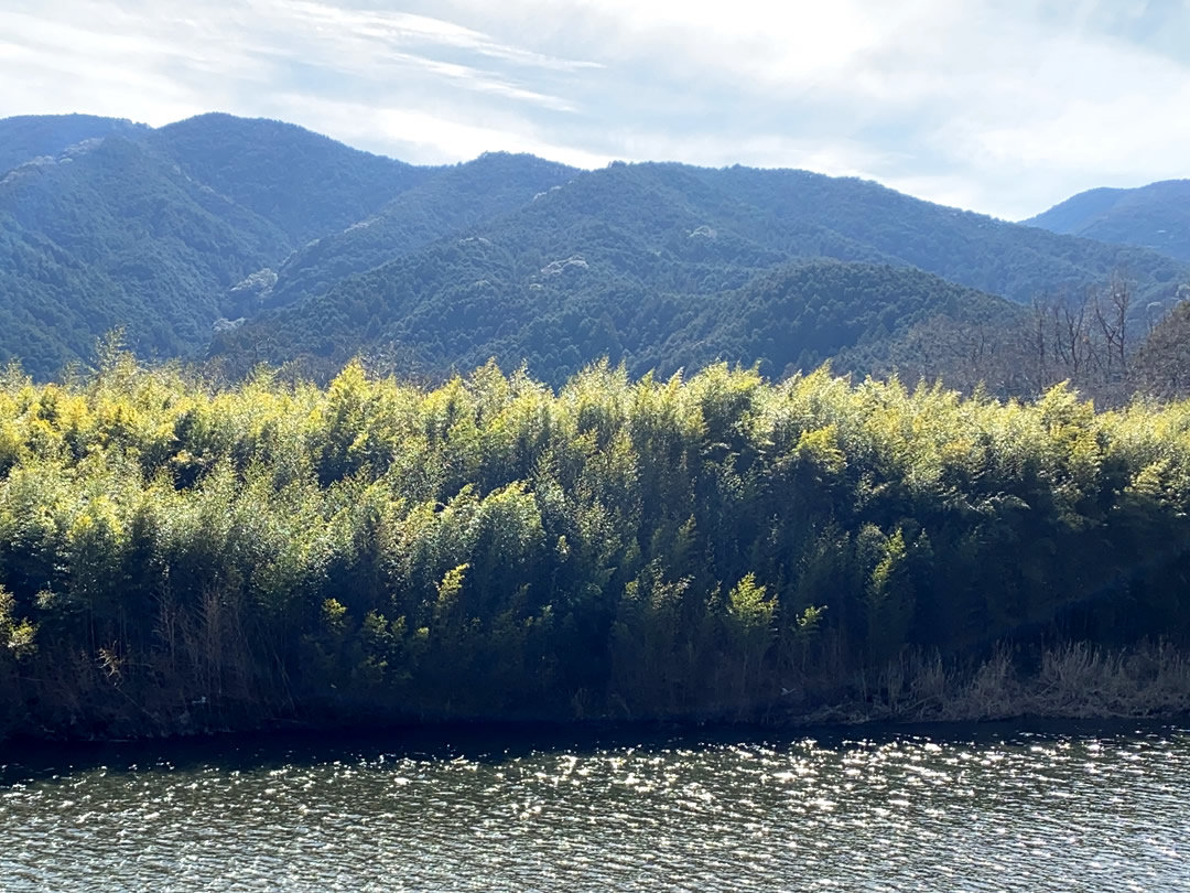 新荘川の竹