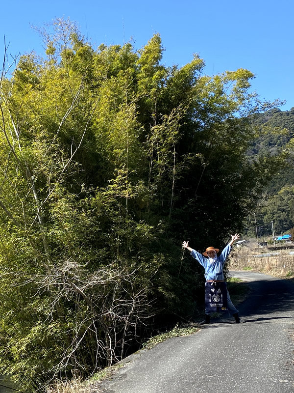 蓬莱竹、竹虎四代目（山岸義浩）