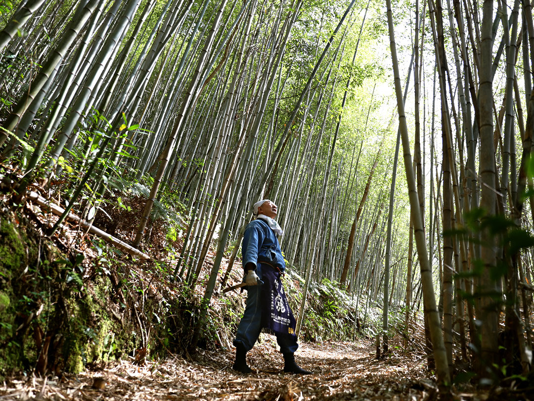 虎竹の竹林