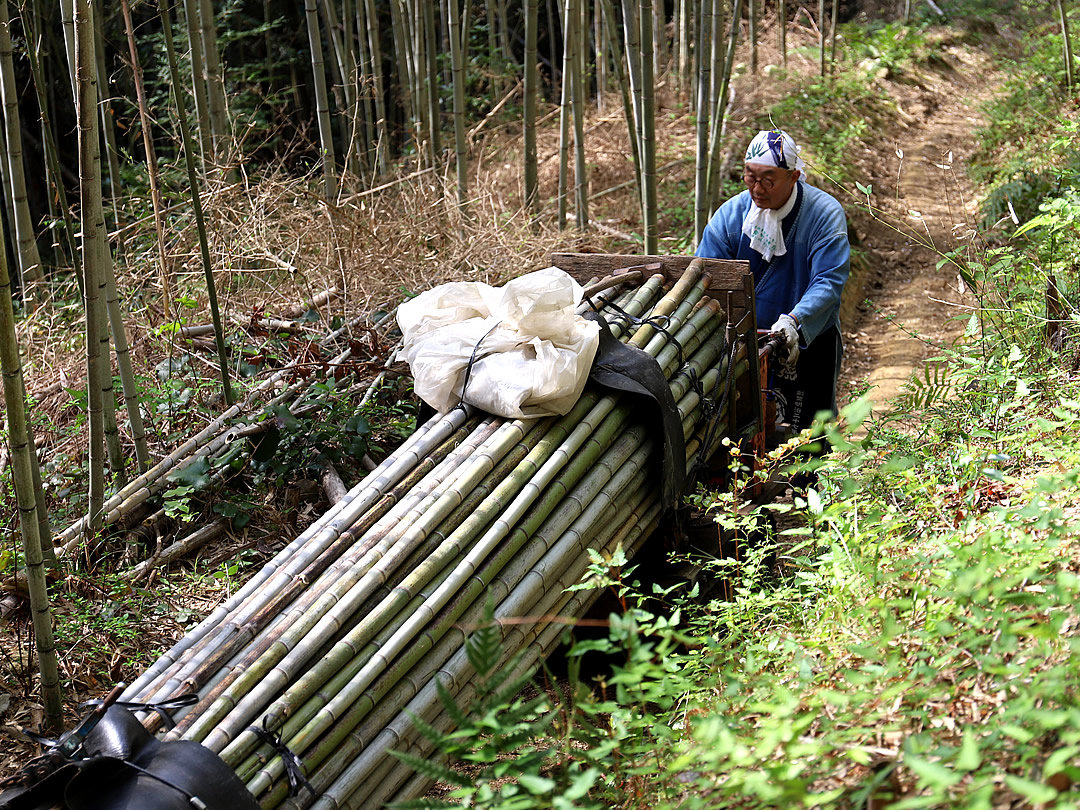 虎竹の山出し