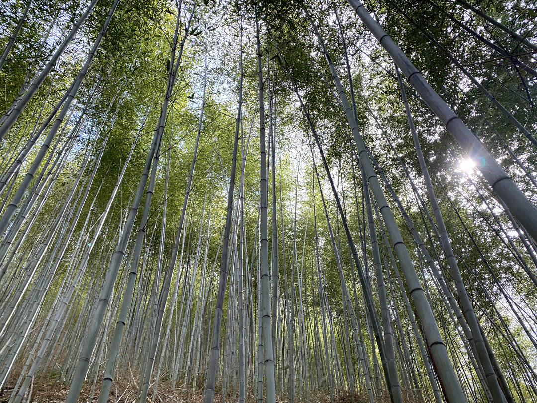 日本唯一の虎竹