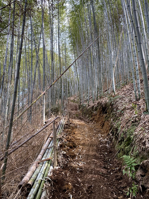 虎竹の里の山道