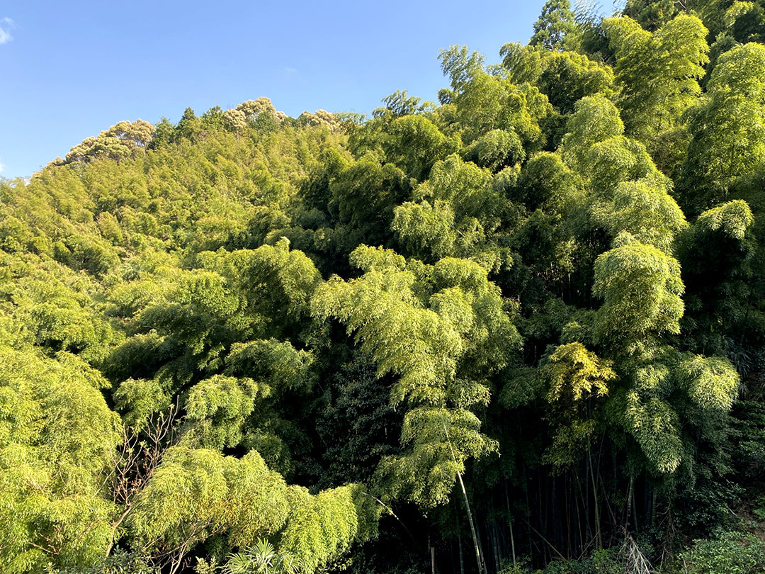 里山の竹