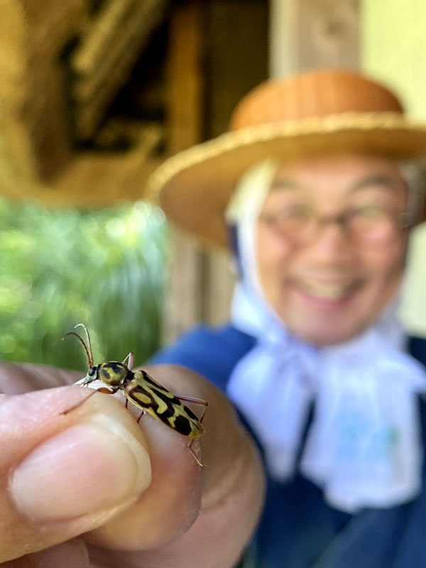 タケトラカミキリ、竹虎四代目（山岸義浩）