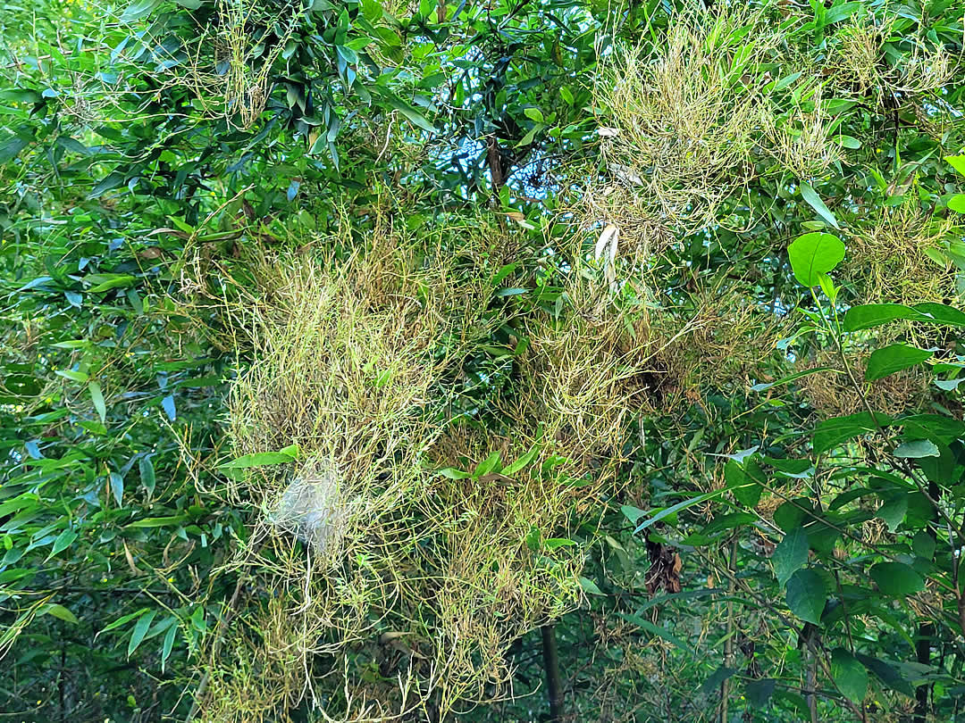 テング巣病の竹