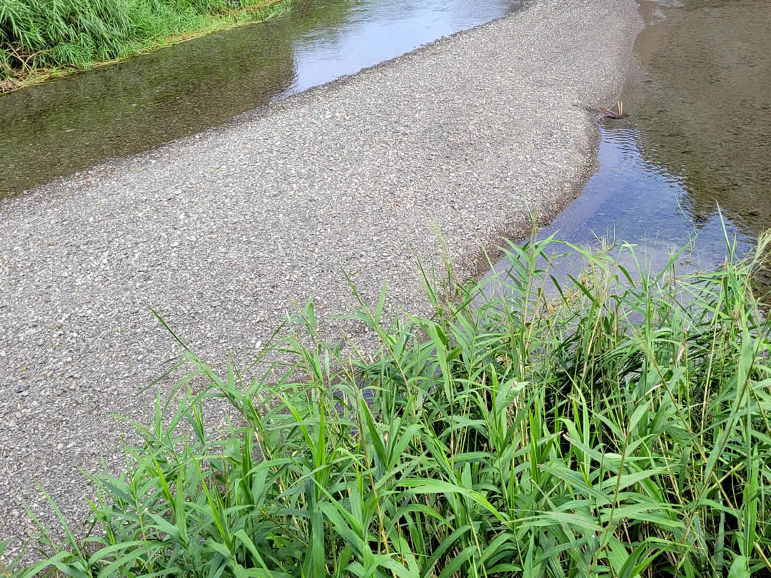 虎竹の里の安和川