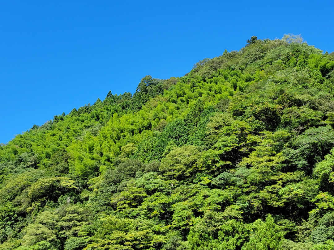 仁淀の竹林