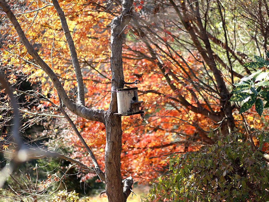 鳥の巣