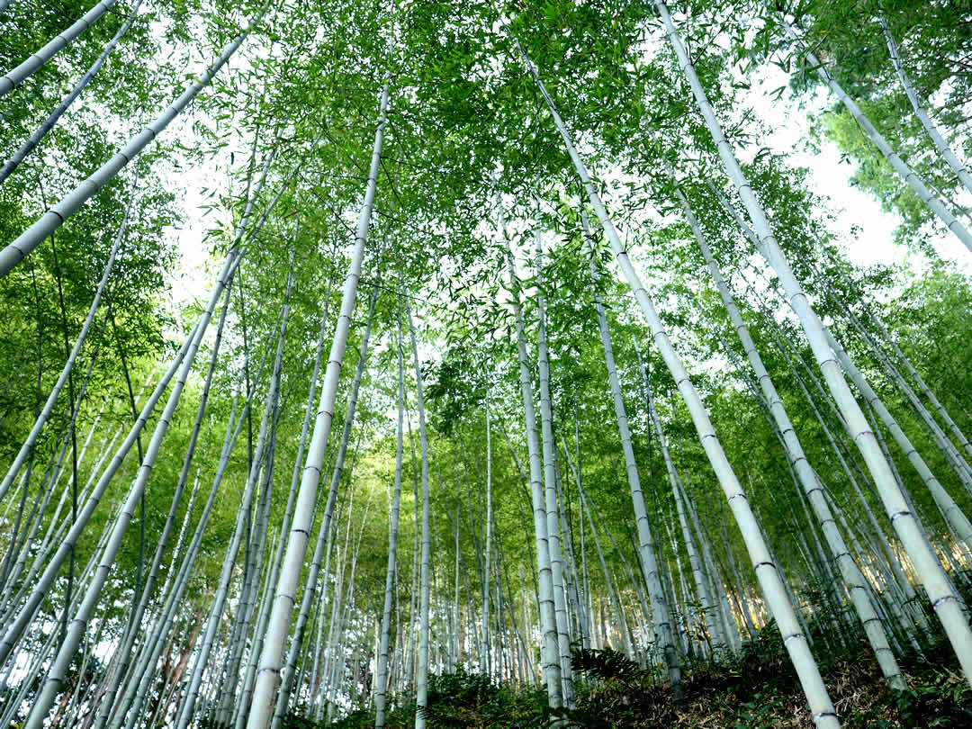 日本唯一の虎竹