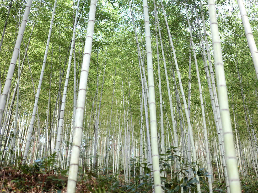 虎竹の竹林